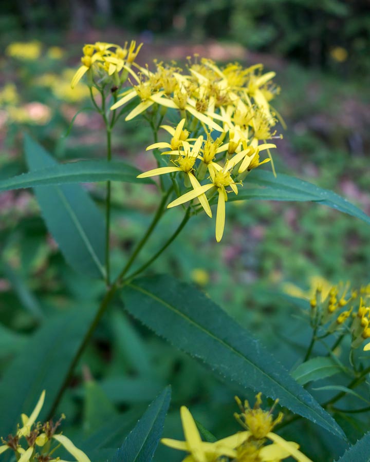 Senecio ovatus subsp. alpestris / Senecione alpestre